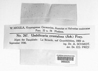 Umbilicaria crustulosa image